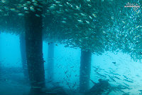 Tioman-IMG_1619.jpg
