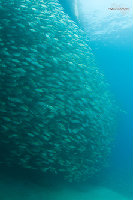 Tioman-IMG_1629.jpg