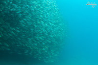 Tioman-IMG_1630.jpg