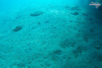 Tioman-IMG_1633.jpg