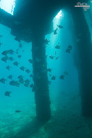 Tioman-IMG_1638.jpg