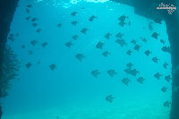 Tioman-IMG_1639.jpg