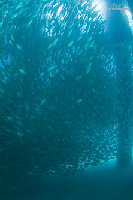 Tioman-IMG_1647.jpg