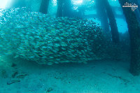 Tioman-IMG_1674.jpg