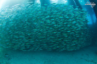 Tioman-IMG_1675.jpg