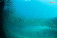 Tioman-IMG_1677.jpg