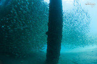 Tioman-IMG_1679.jpg