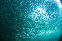 Tioman-IMG_1681.jpg