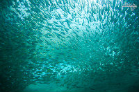 Tioman-IMG_1683.jpg