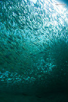 Tioman-IMG_1684.jpg