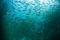 Tioman-IMG_1686.jpg