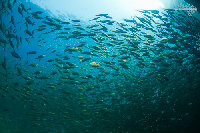 Tioman-IMG_1687.jpg