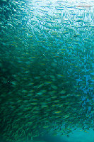 Tioman-IMG_1697.jpg