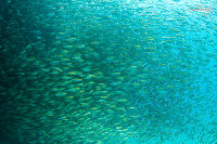 Tioman-IMG_1698.jpg
