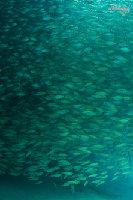 Tioman-IMG_1699.jpg