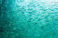 Tioman-IMG_1700.jpg