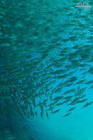 Tioman-IMG_1702.jpg