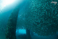 Tioman-IMG_1703.jpg