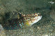 Tioman-IMG_1422.jpg