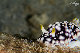 Tioman-IMG_1430.jpg