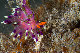 Tioman-IMG_1451.jpg