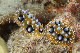 Tioman-IMG_1498.jpg