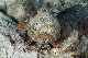 Tioman-IMG_1506.jpg