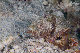 Tioman-IMG_1508.jpg