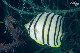 Tioman-IMG_1517.jpg