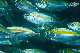Tioman-IMG_1518.jpg