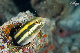 Tioman-IMG_1521.jpg