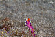 Tioman-IMG_1524.jpg