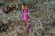 Tioman-IMG_1528.jpg
