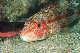 Tioman-IMG_1529.jpg