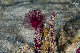 Tioman-IMG_1531.jpg