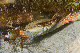 Tioman-IMG_1547.jpg