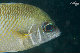 Tioman-IMG_1558.jpg