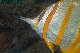 Tioman-IMG_1563.jpg