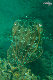 Tioman-IMG_1568.jpg