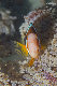 Tioman-IMG_1575.jpg