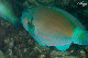 Tioman-IMG_1579.jpg
