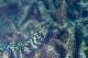Tioman-IMG_1582.jpg