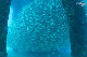 Tioman-IMG_1602.jpg