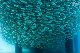 Tioman-IMG_1604.jpg