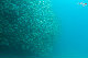 Tioman-IMG_1630.jpg